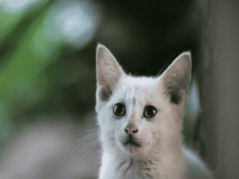 第十二次产检（37周）